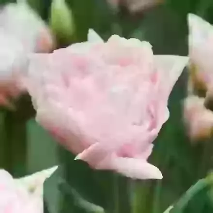 Dreamer
